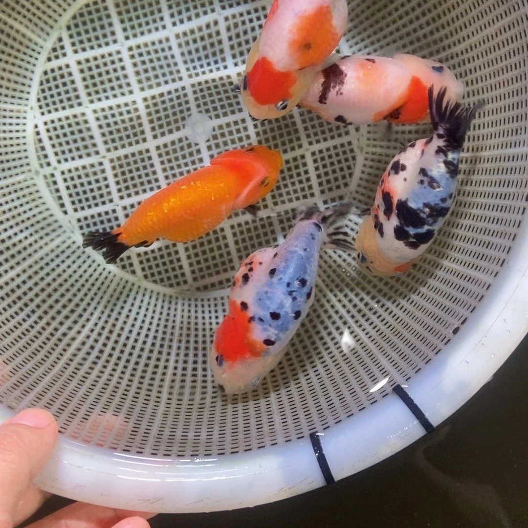 海水鱼R****n不包邮落地包损包健康