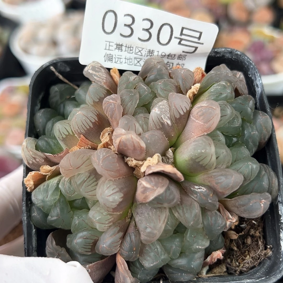 好养易活生石花大母本0330