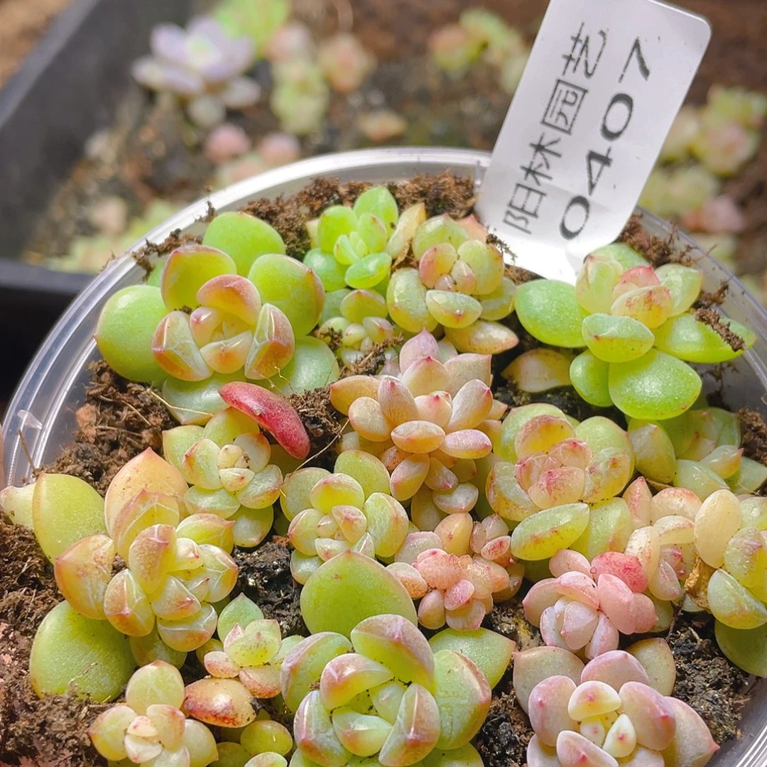 多肉植物多肉植物407