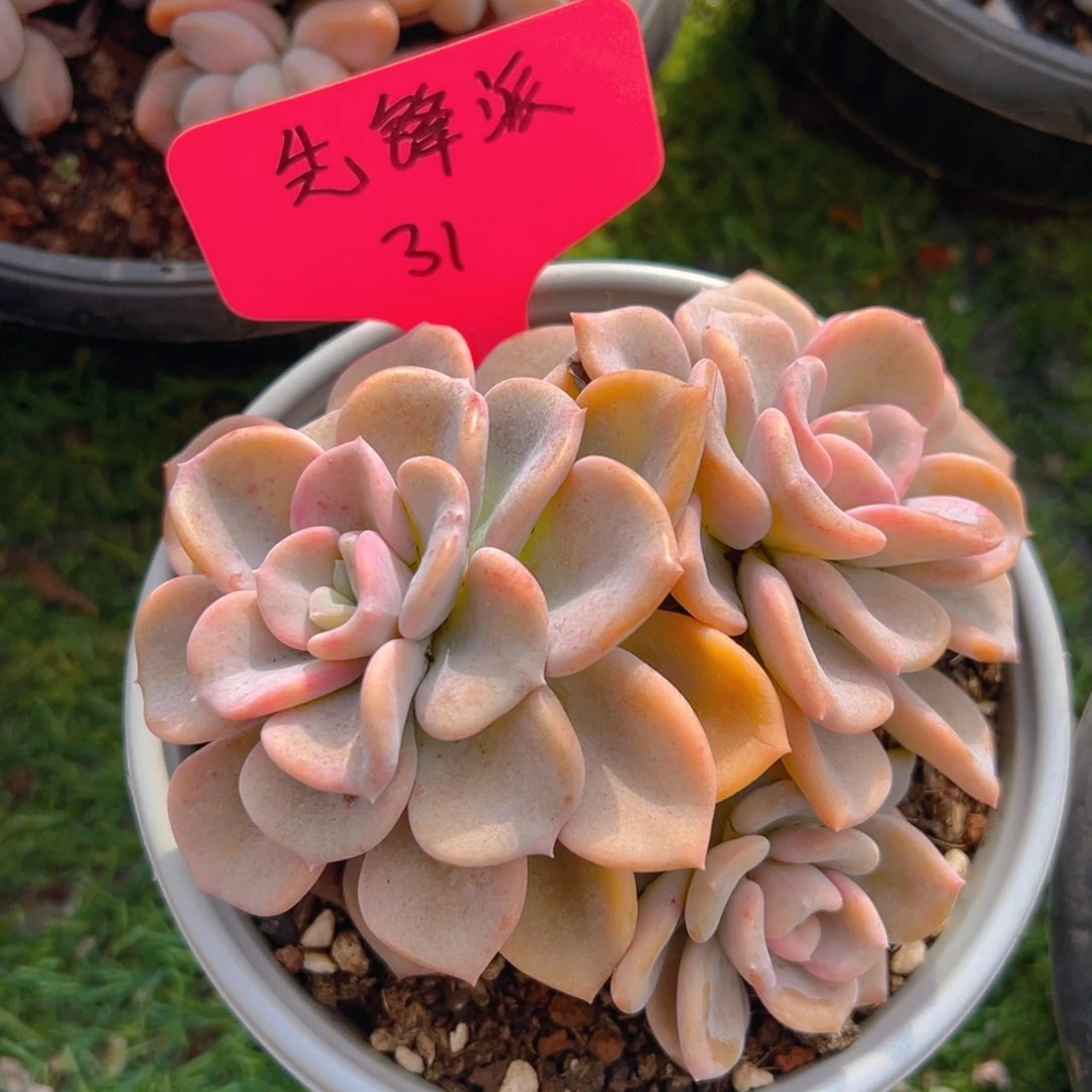 福利来啦打榜啦打榜