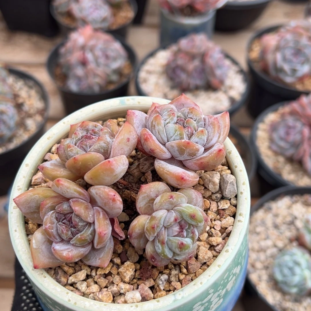 四头趴地紫心油脸