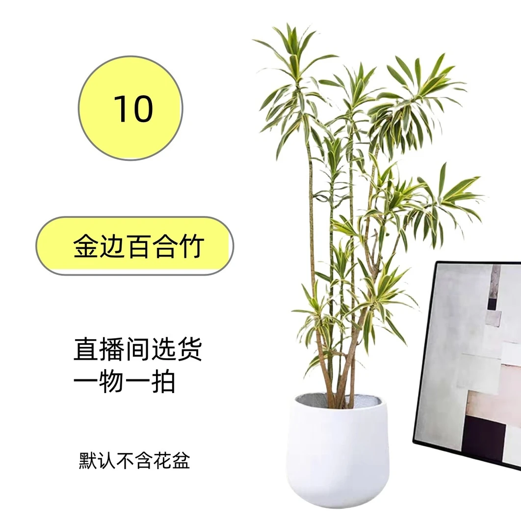 金边百合竹盆栽大老桩造型客厅真绿植落地轻奢好养真花室内植物