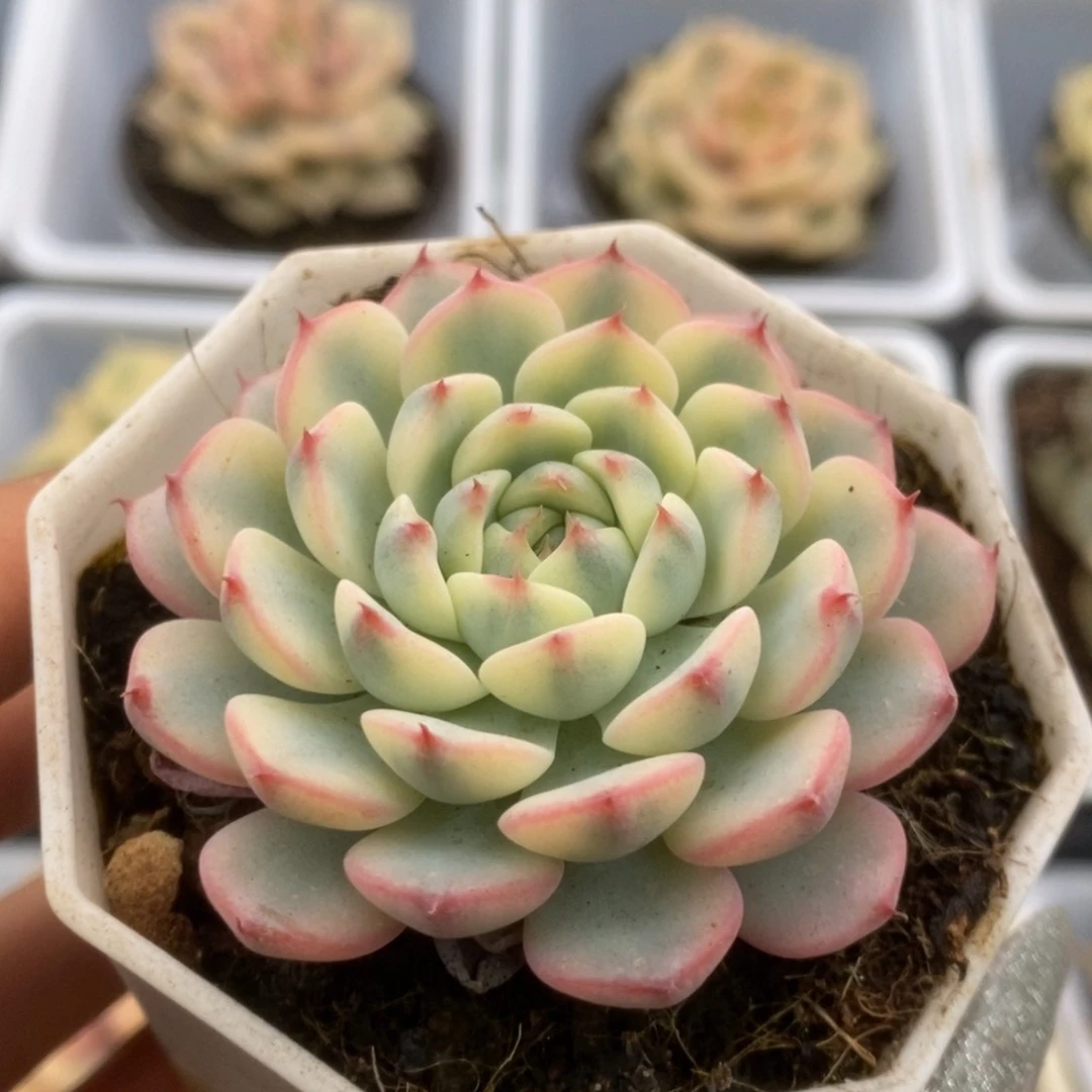 507姬莲锦锦锦锦锦锦