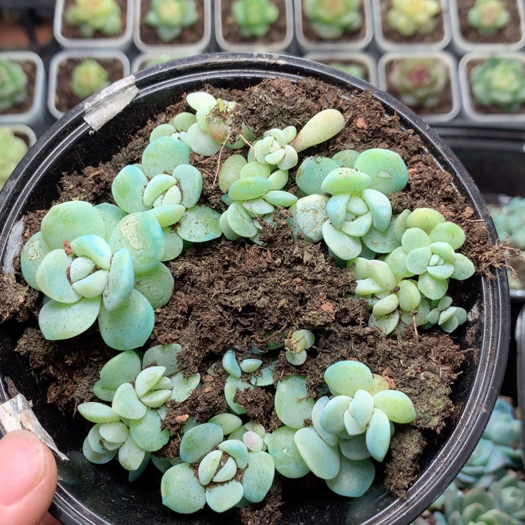 无花朵F37英语英语