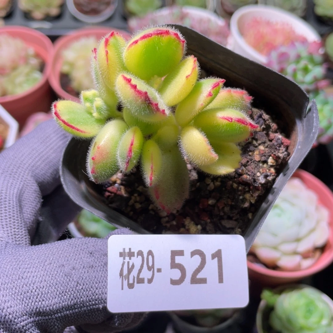 花利美29-521彩熊不售后