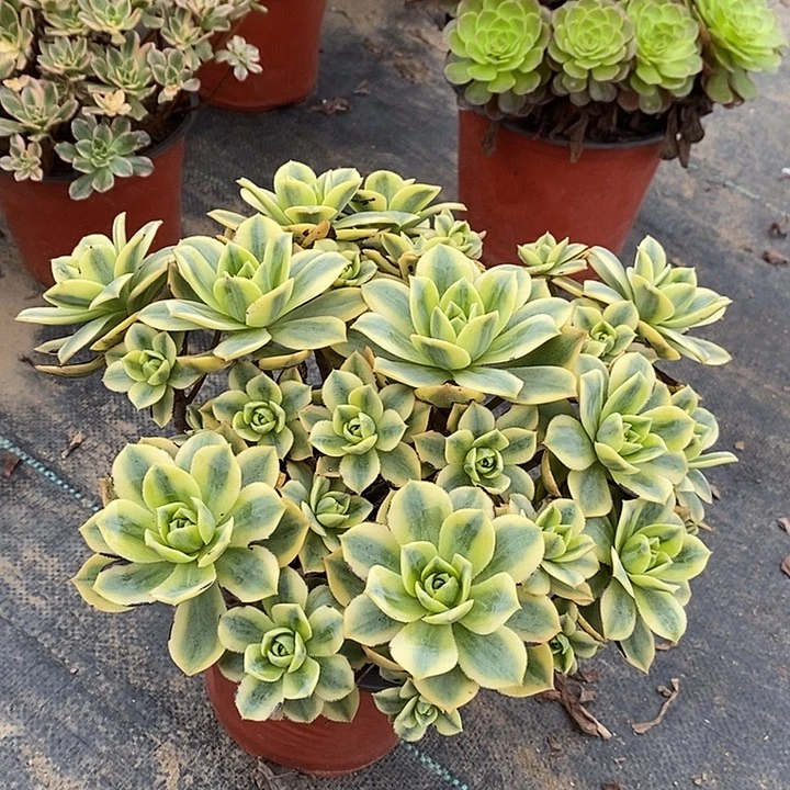 星爆多肉植物099
