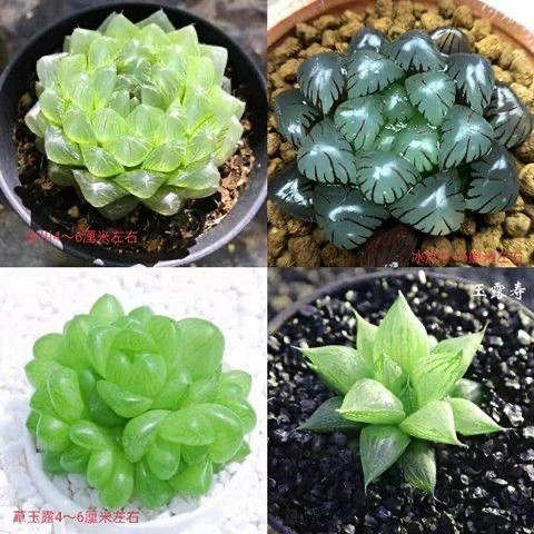 玉露多肉十二卷玉露植物黑姬玉露 姬玉露楼兰白斑蓝镜日月潭花卉