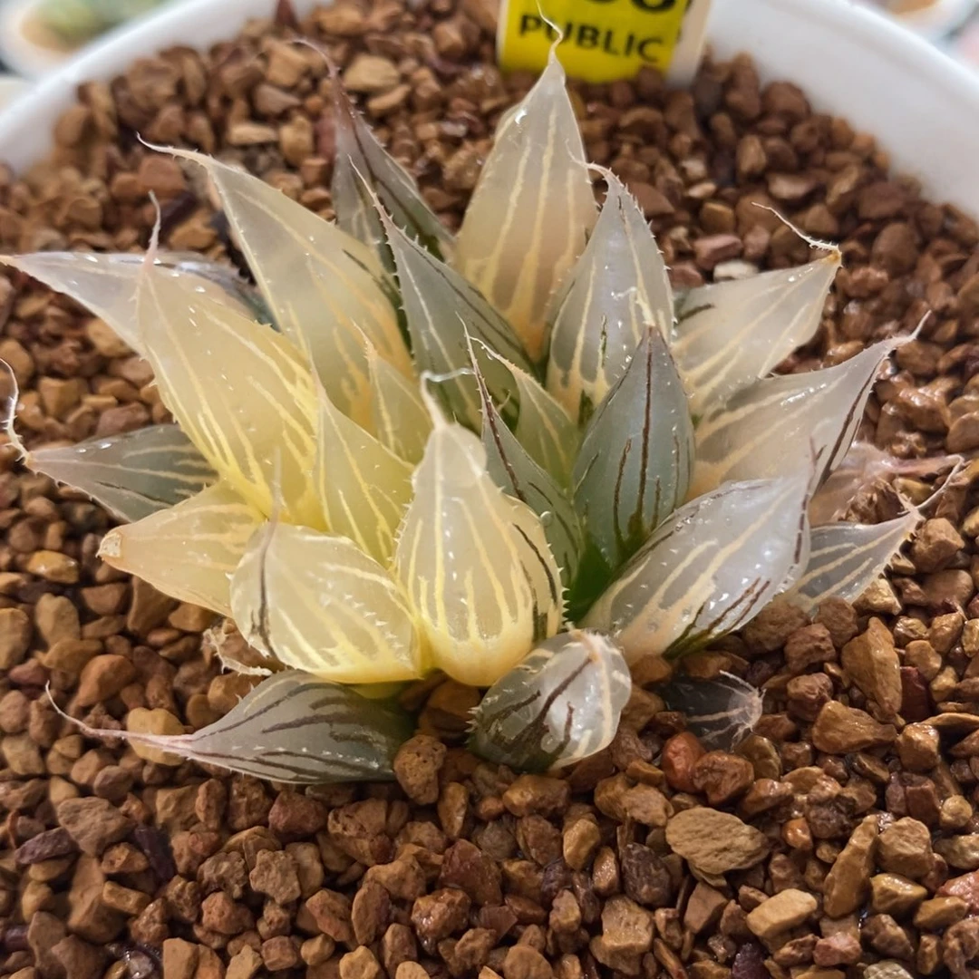 168大卫针管锦一物一拍