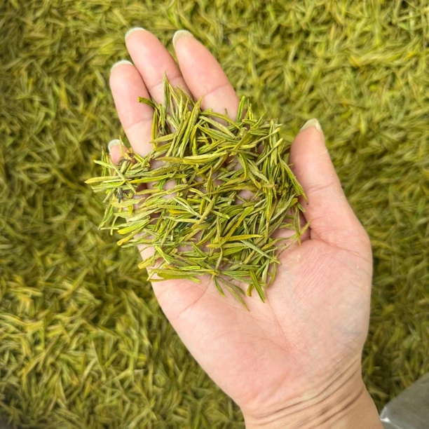 清仓小小小小小小芽黄金芽  回甘糯香