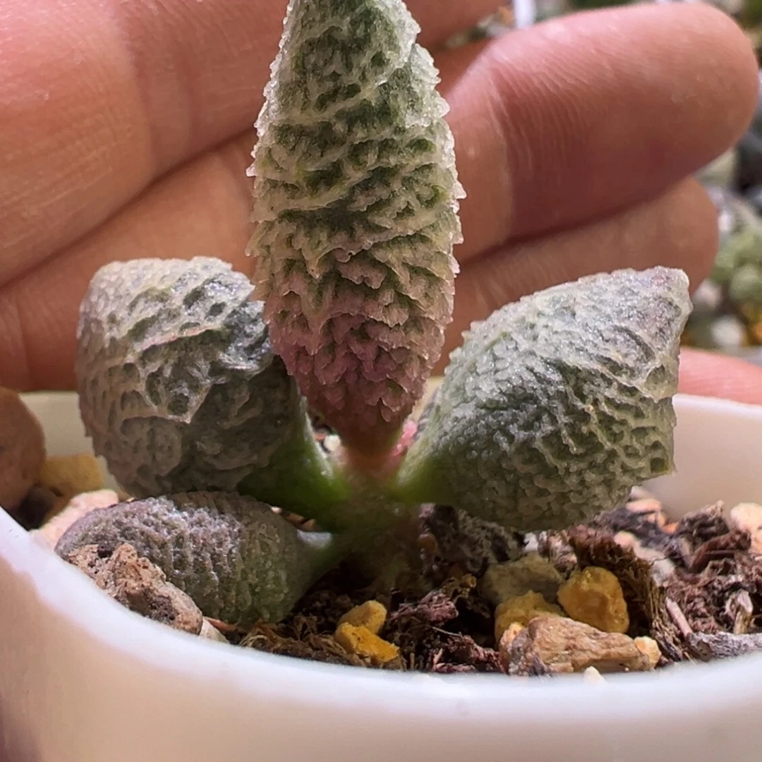 倒刺融冰水泡多肉植物水泡