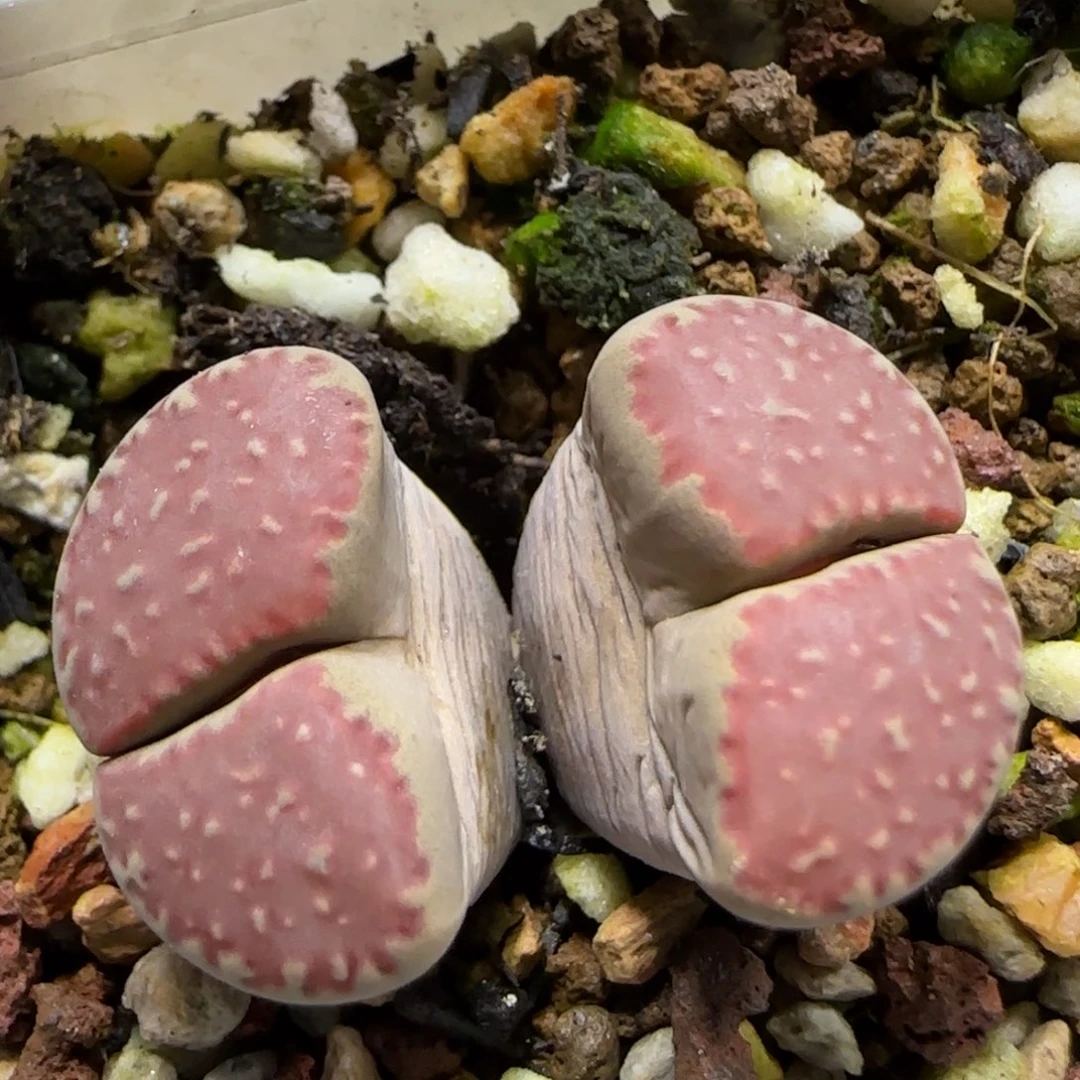 12.5   传法玉。 5023