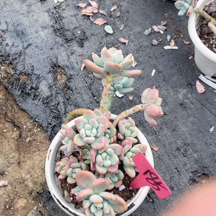 晨雨多肉一物一拍185