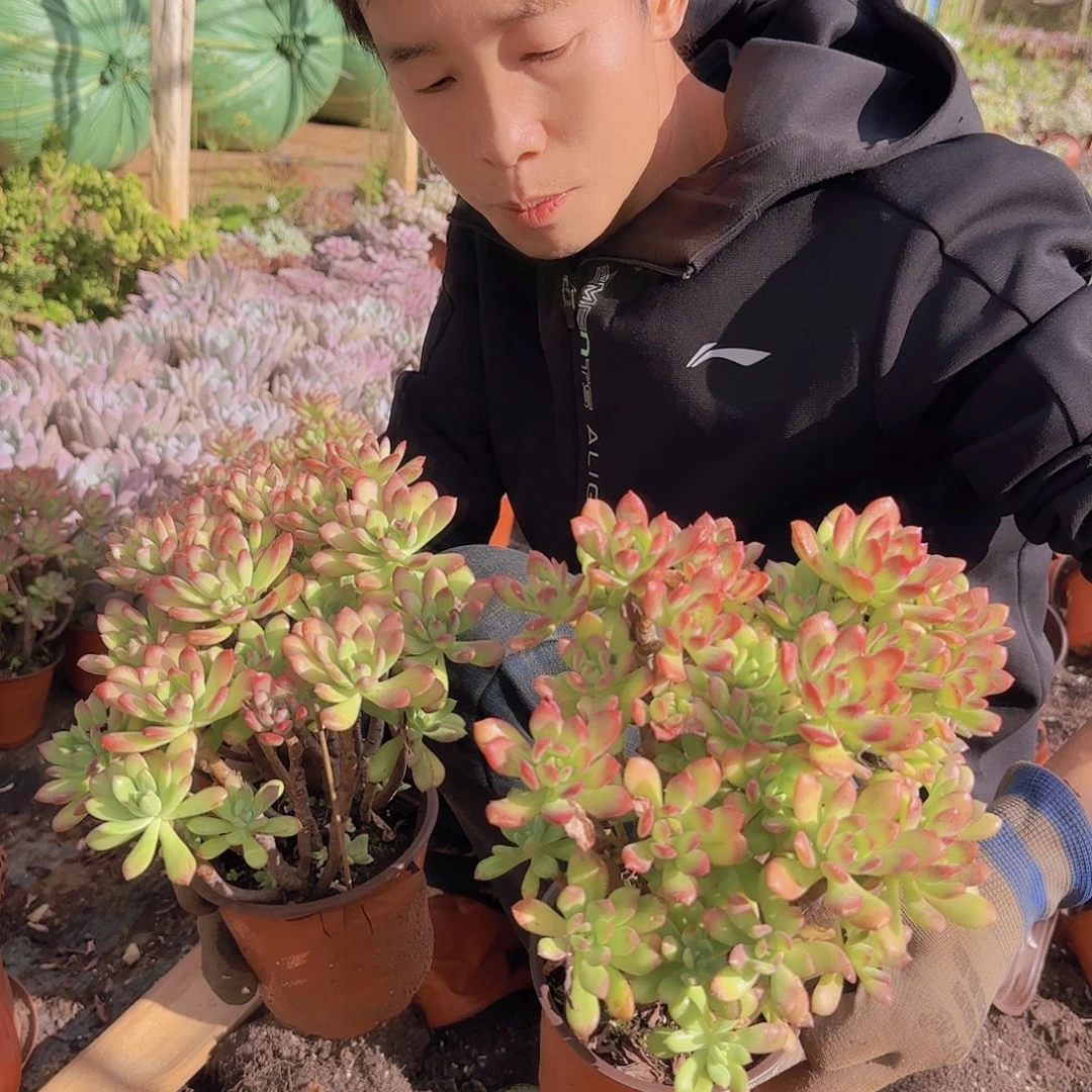 盆栽红智莲多肉2棵