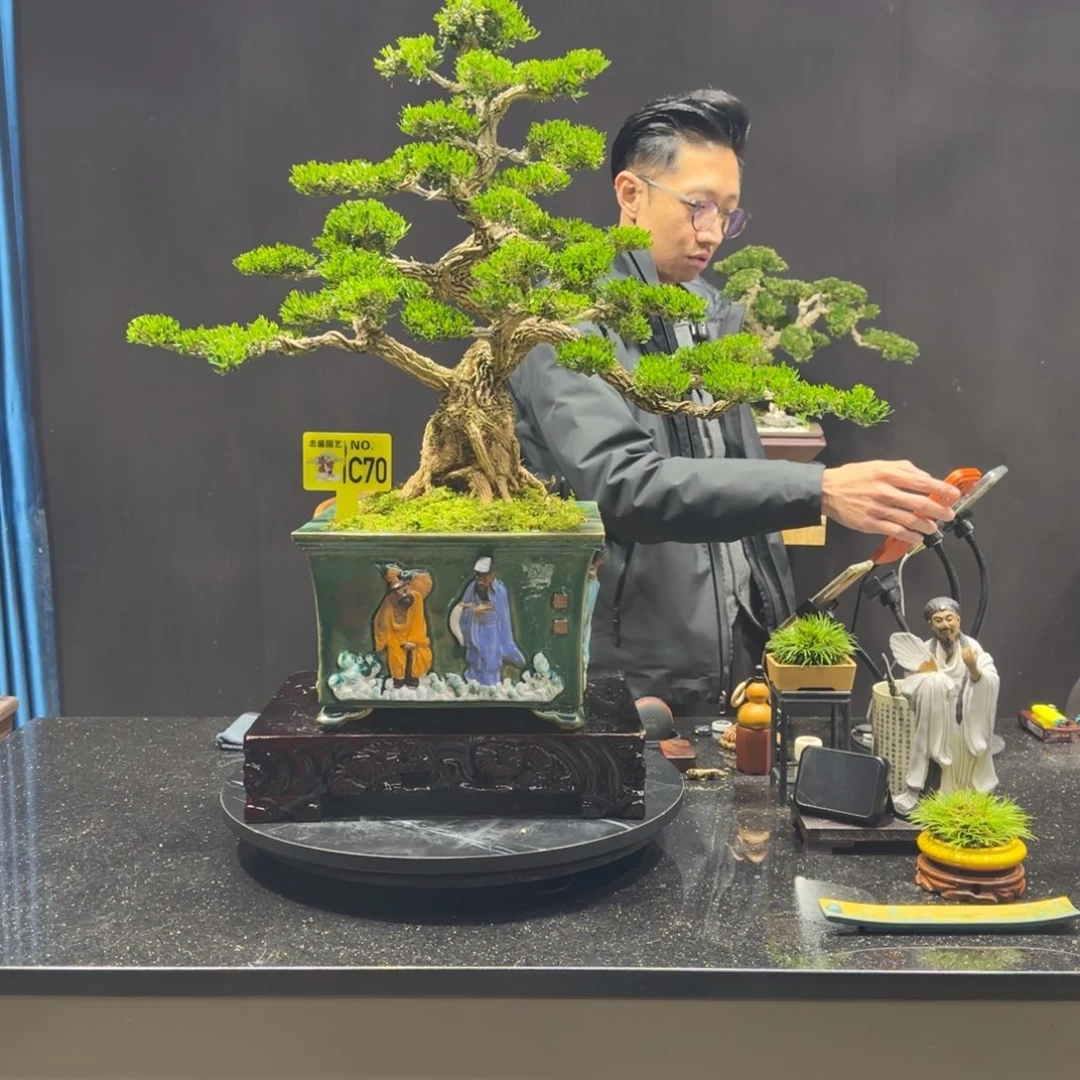 以实际为准黄杨室内室外盆景艺术
