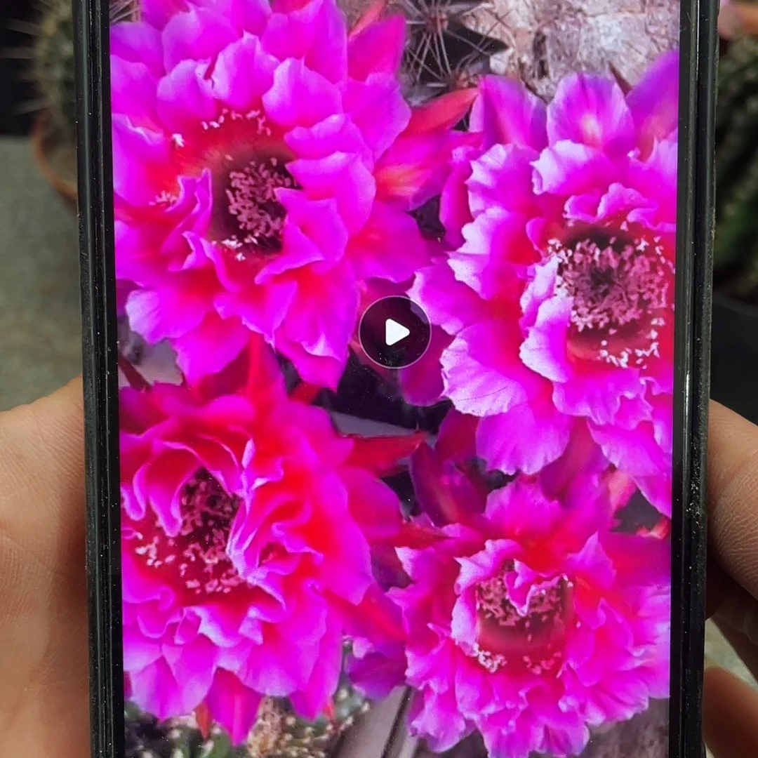 烟花自根球7公分左右带盆土