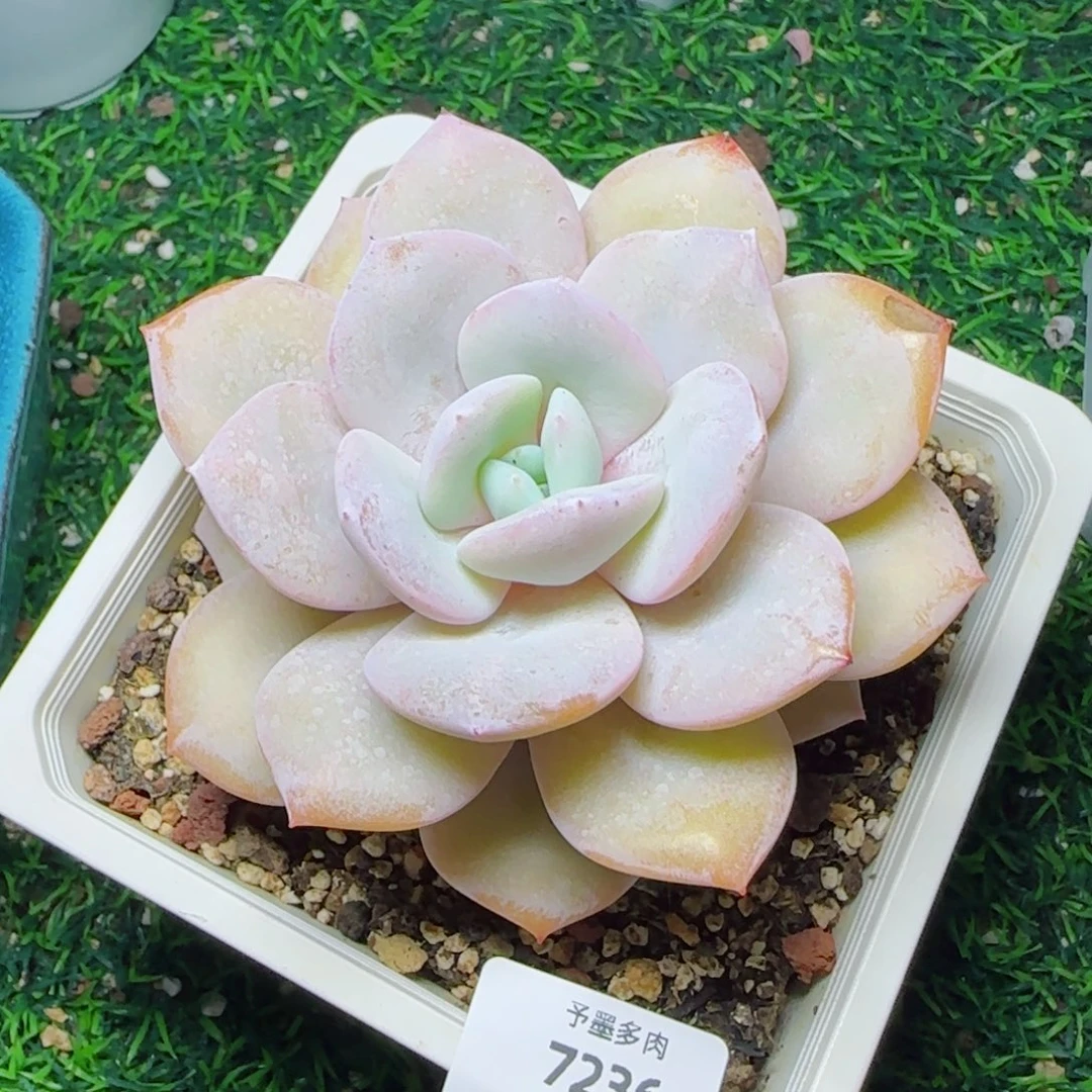 战****奶茶微瑕，7236多肉植物