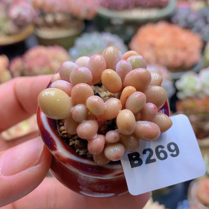 一物一拍含盆土满38包邮B269