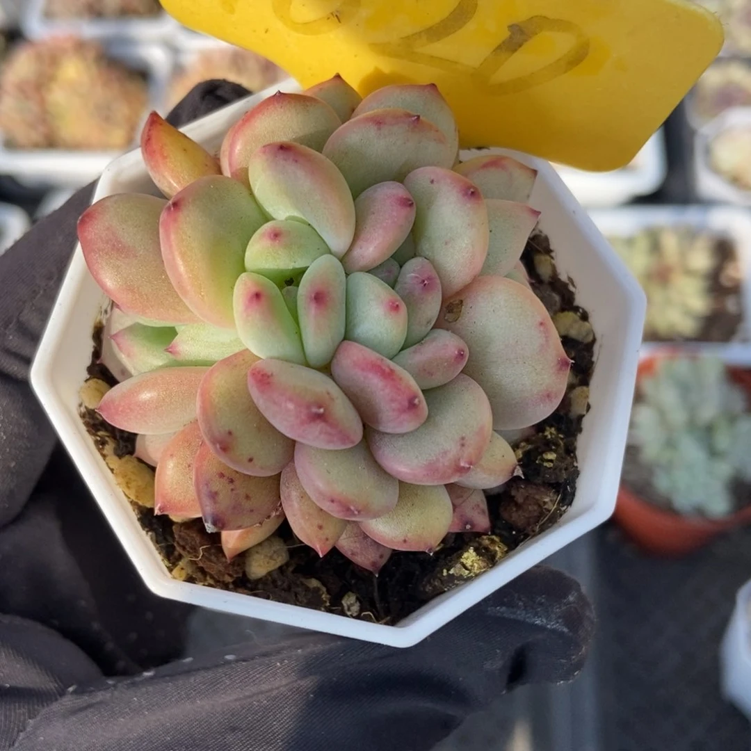 1620爱丽儿多肉植物保护