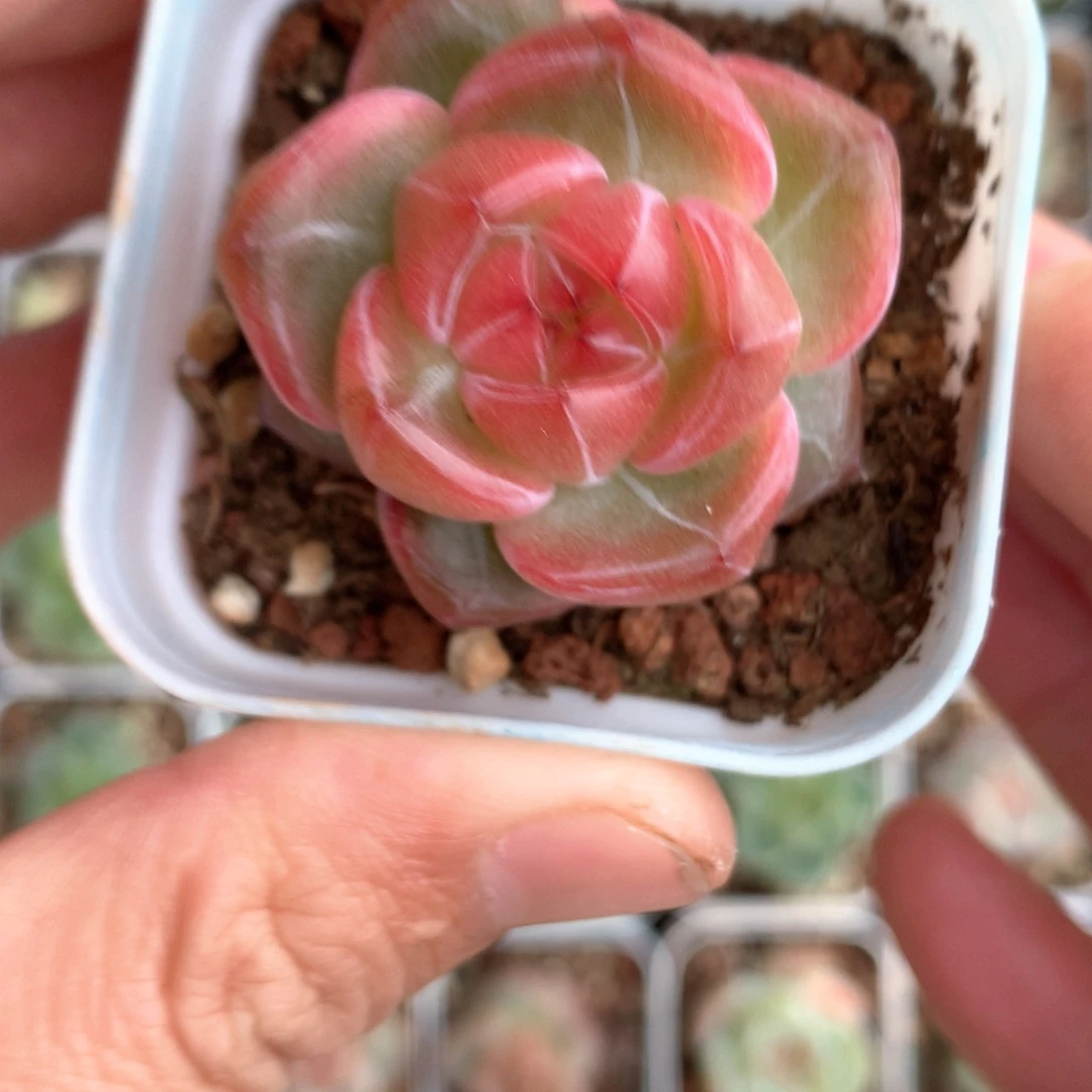 东云红油。     25号