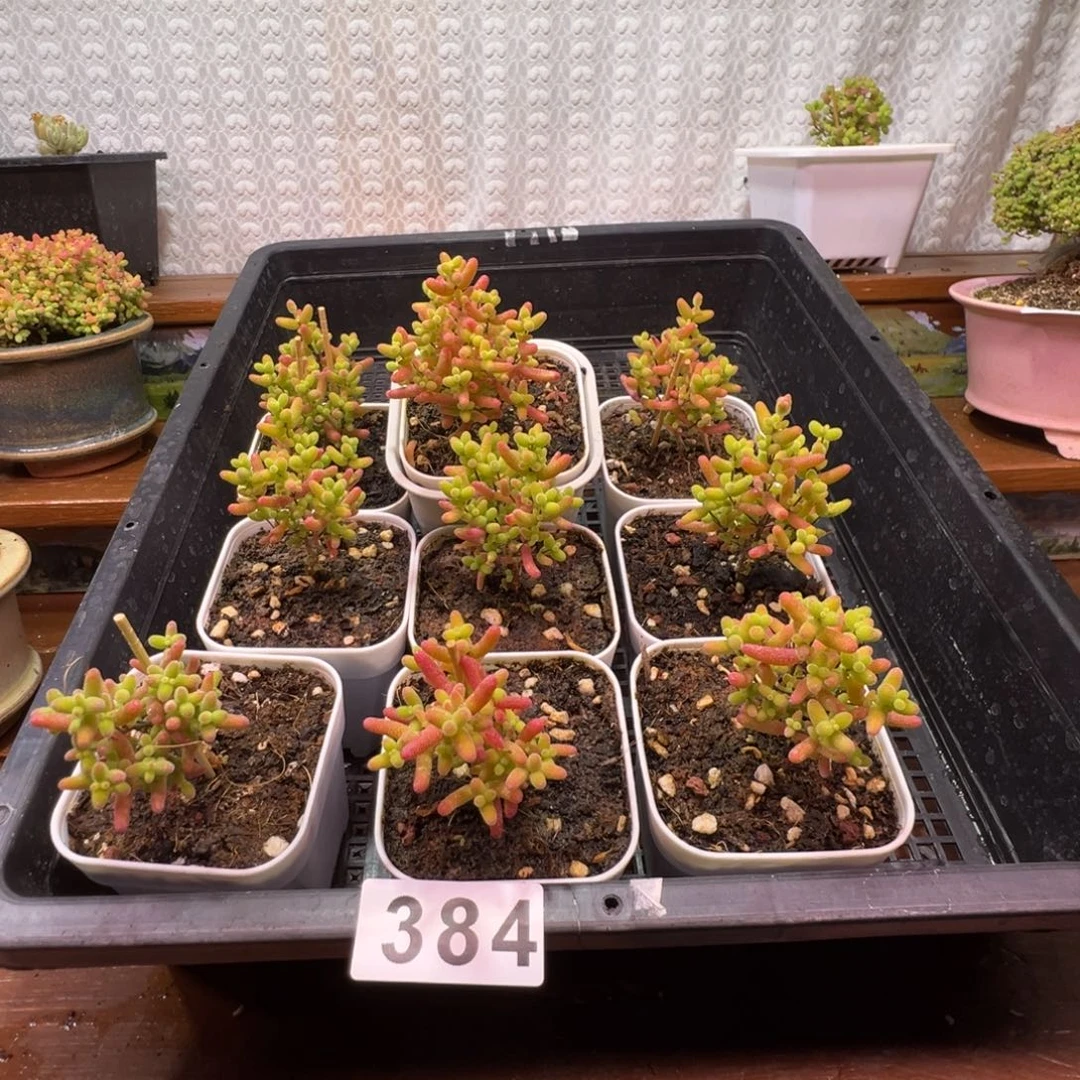 小****猫枝干番杏多肉植物384