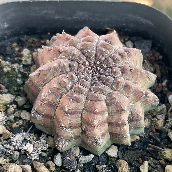 龟甲布纹球自根仙人球