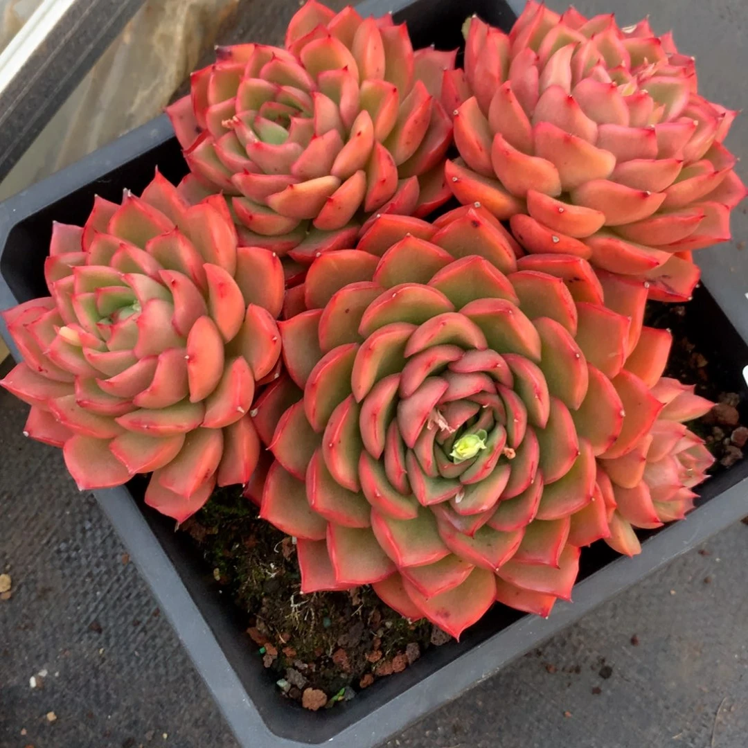 1219杂交精品基地18厘米