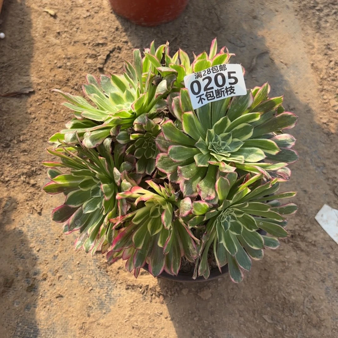 X. 205天和多肉1，bafen