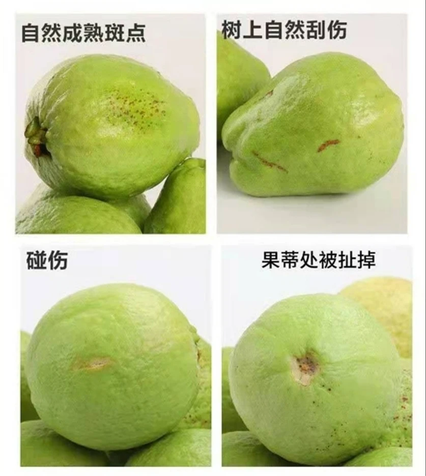 【瑕疵果】5斤红心白心芭乐7-8分熟不妨碍食用不接受差评退货慎拍