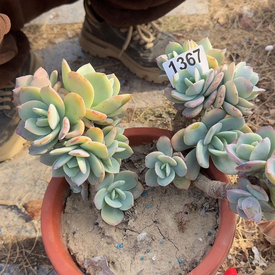 程*某1536666666666985422