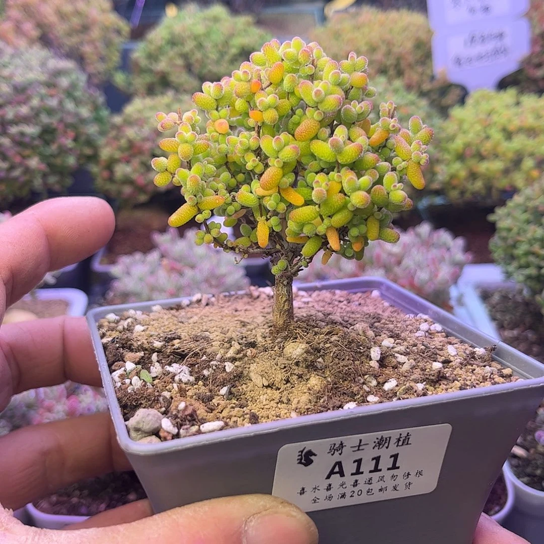 111金桔糖球枝干番杏