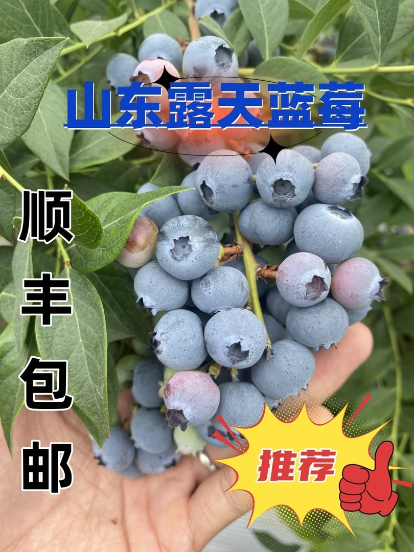【山东日照蓝莓】露天薄雾蓝莓800克装 脆甜蓝莓 现摘现发顺丰包邮
