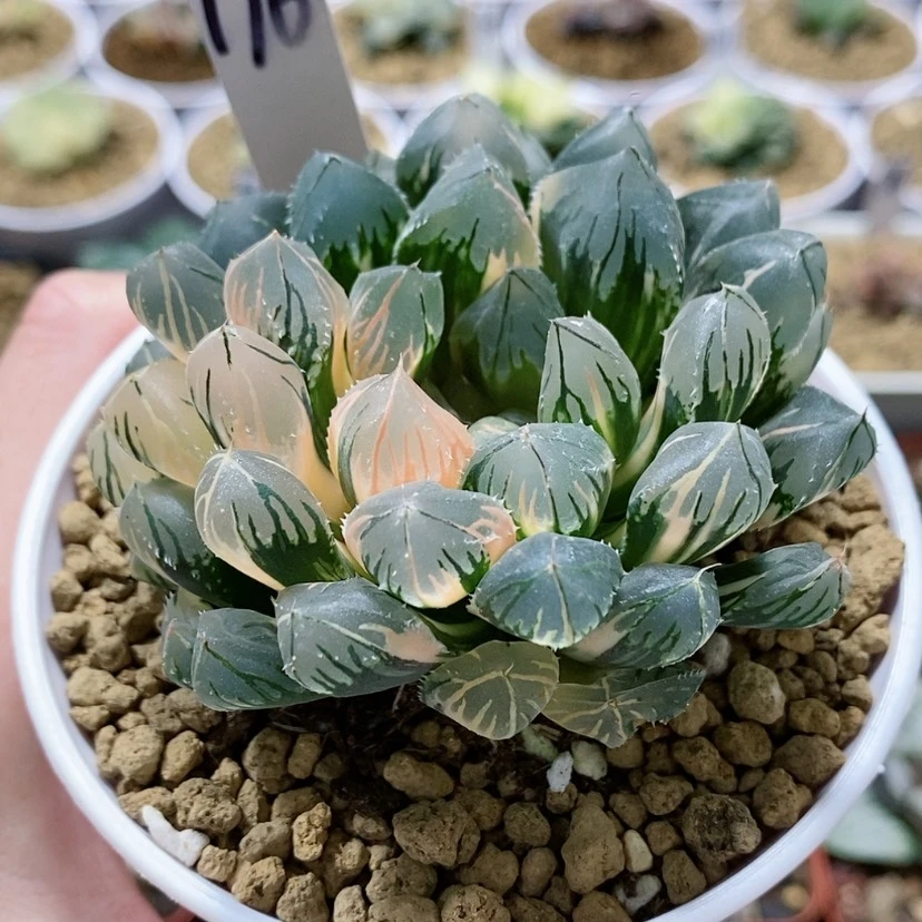 【闪购商品】176赤斑玉露锦