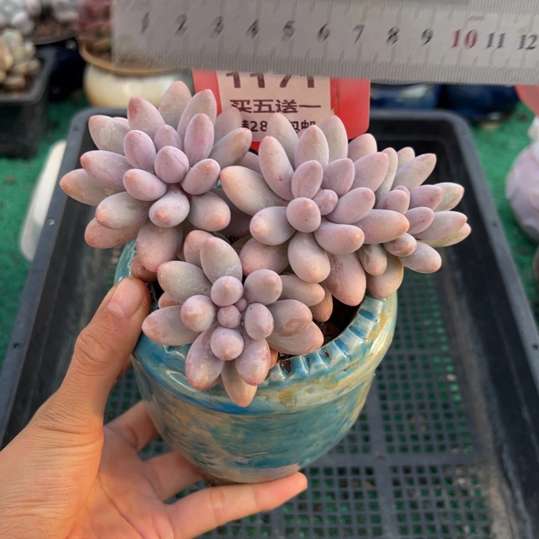 表妹精品多肉植物1171.