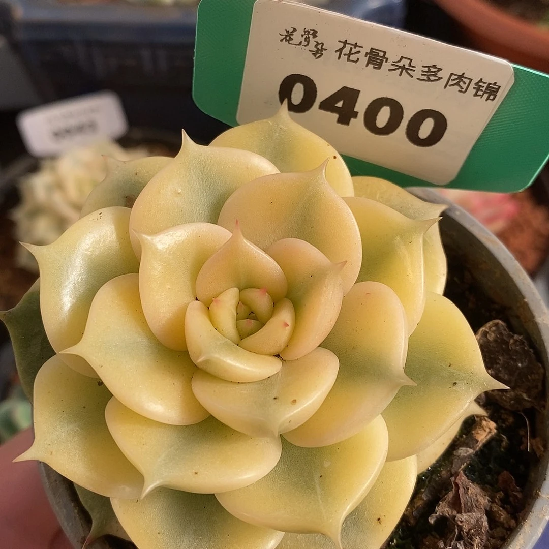 400贝加尔湖哈哈哈