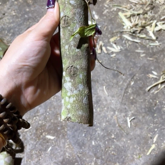 沉香碎屑沉香?****?奇楠沉香原木料