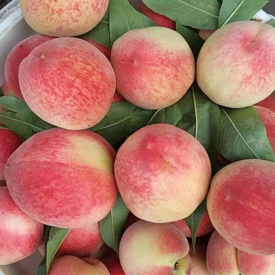 正宗湖南胭脂红血桃大果当季现摘孕妇新鲜水果脆甜水蜜桃红心桃子