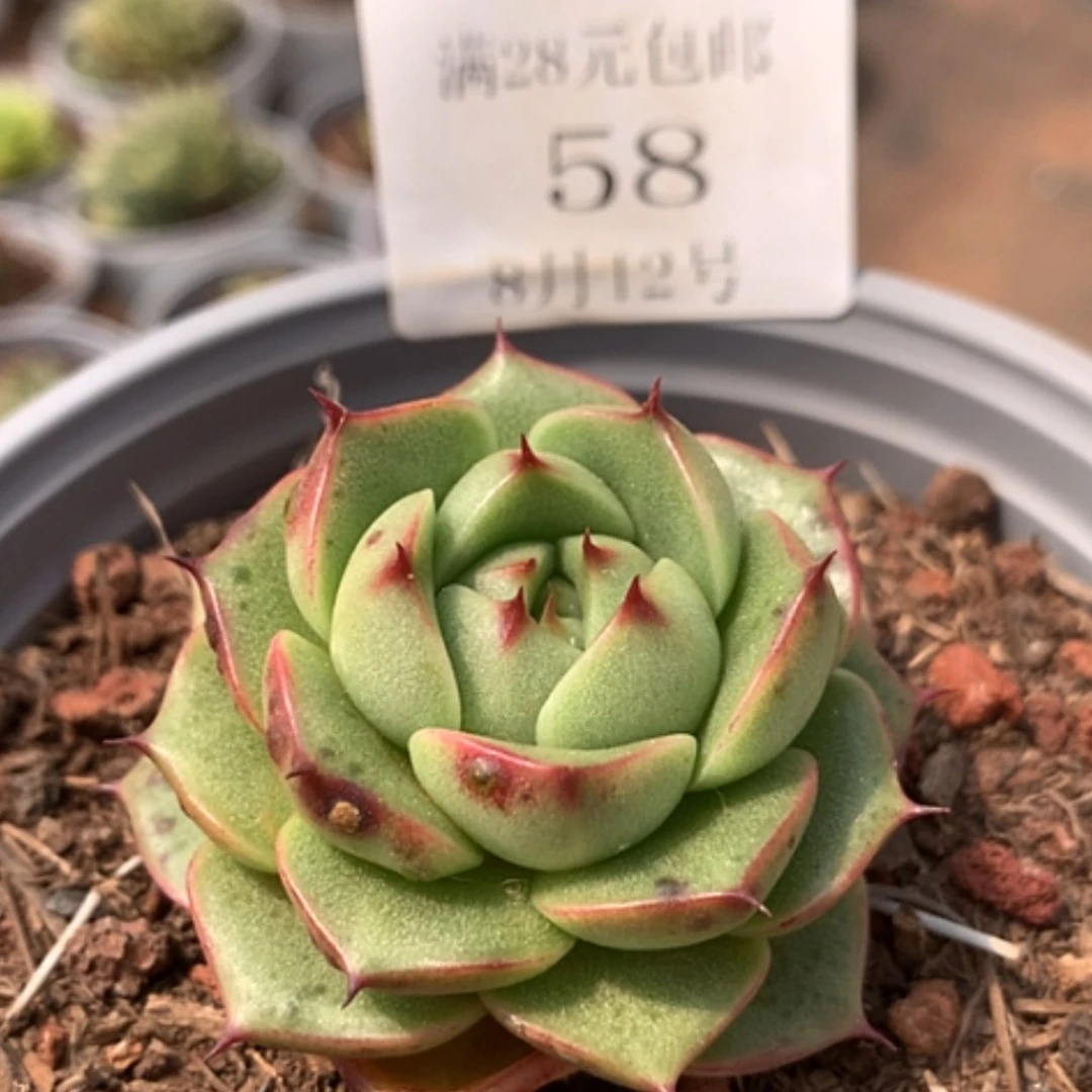 【闪购商品】云58号