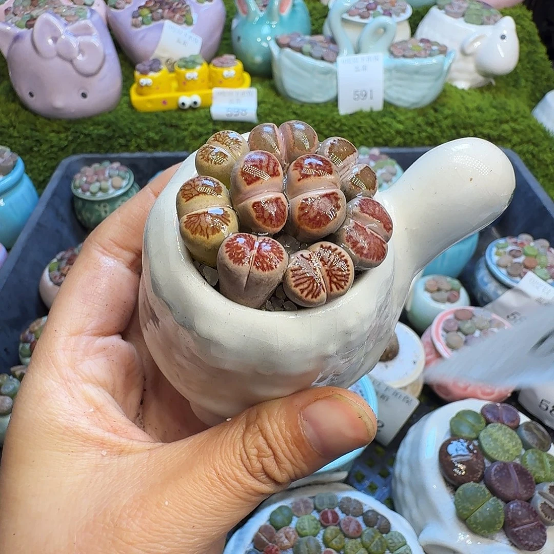 是***.多肉植物福利冲639