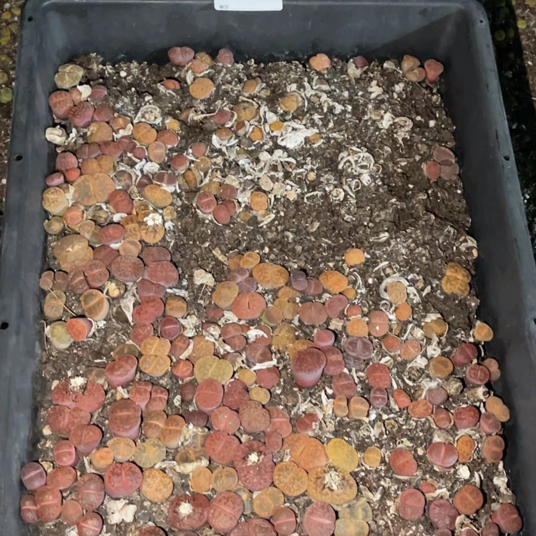 j***80185福利筐1不售后