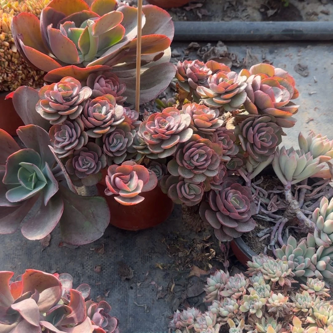 露****无花朵秀妍超级大85