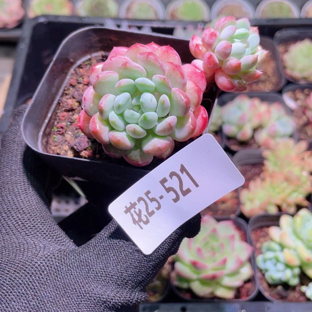 花利美25-521珍珠豆