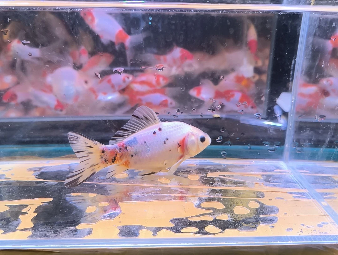 金鱼品相自鉴品相自鉴