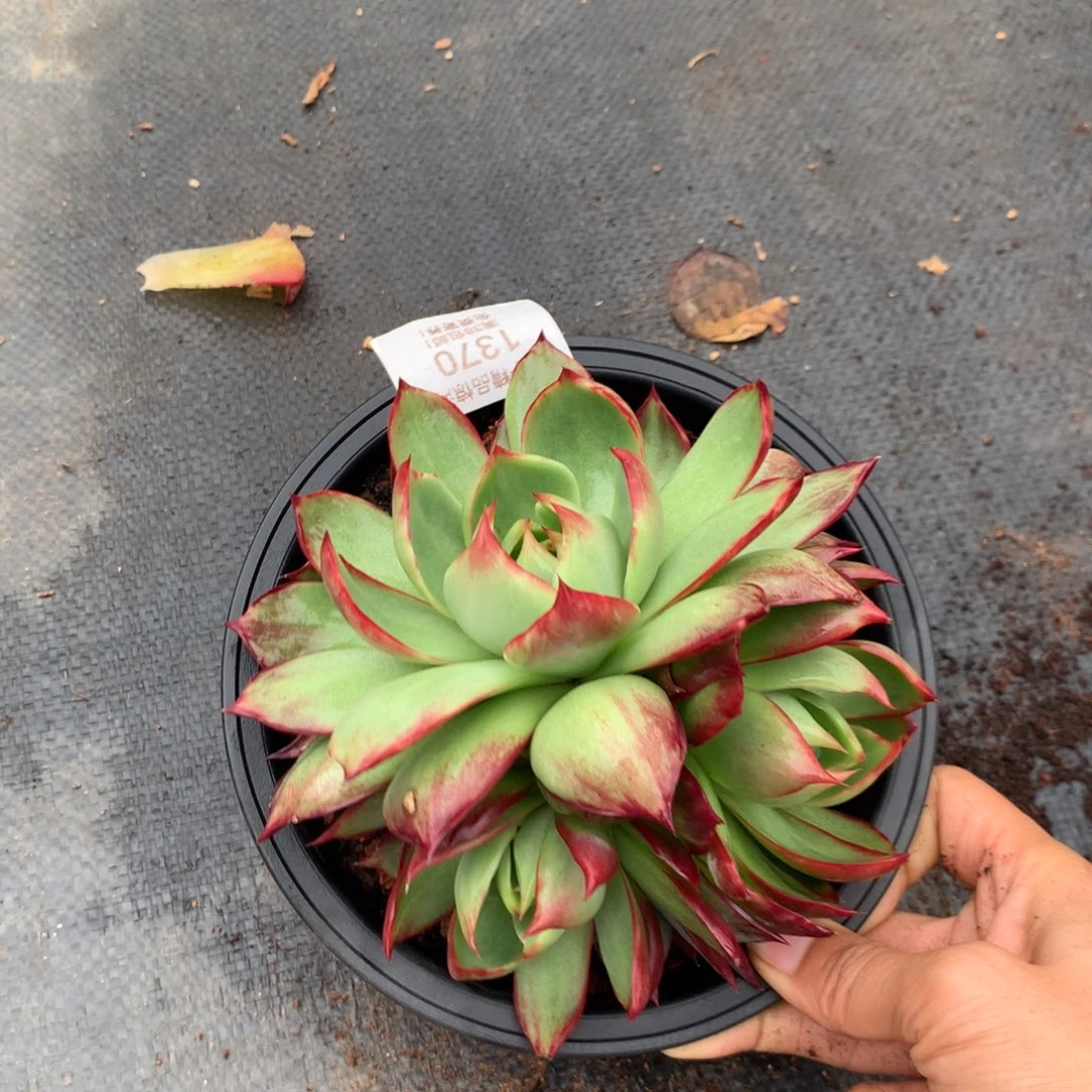 1370号多肉植物惊鸿14厘米