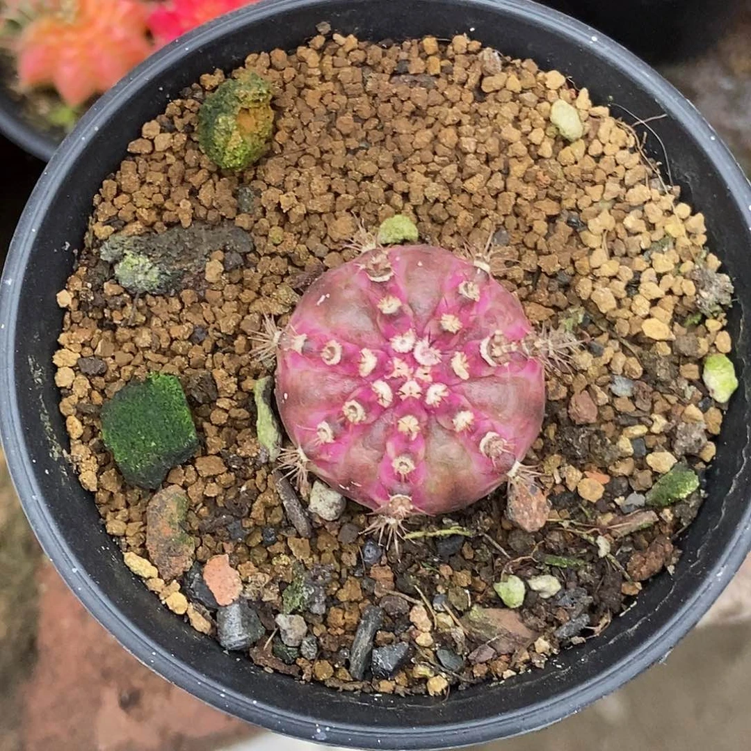 泰系海神侧芽，带盆土发货