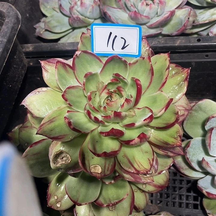 无***菌112/////////////////