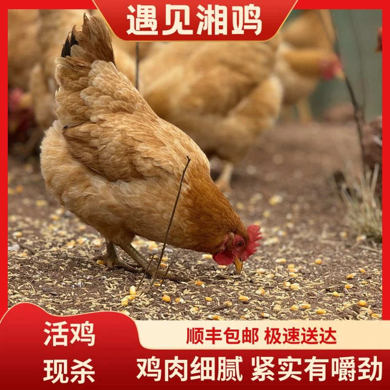 正宗农村散养土鸡纯粮喂养 包冰率不含冰