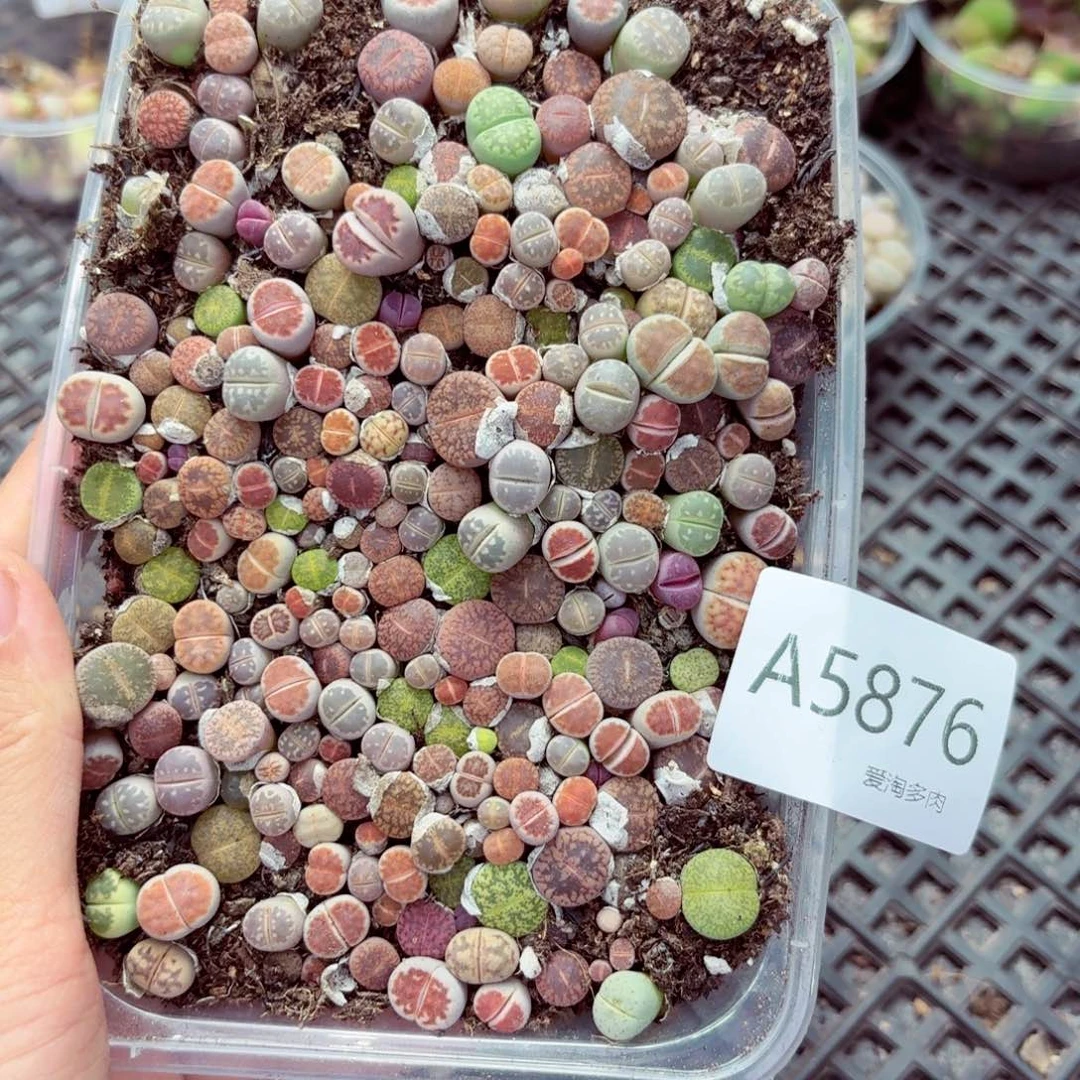 5876—生石花 生石花