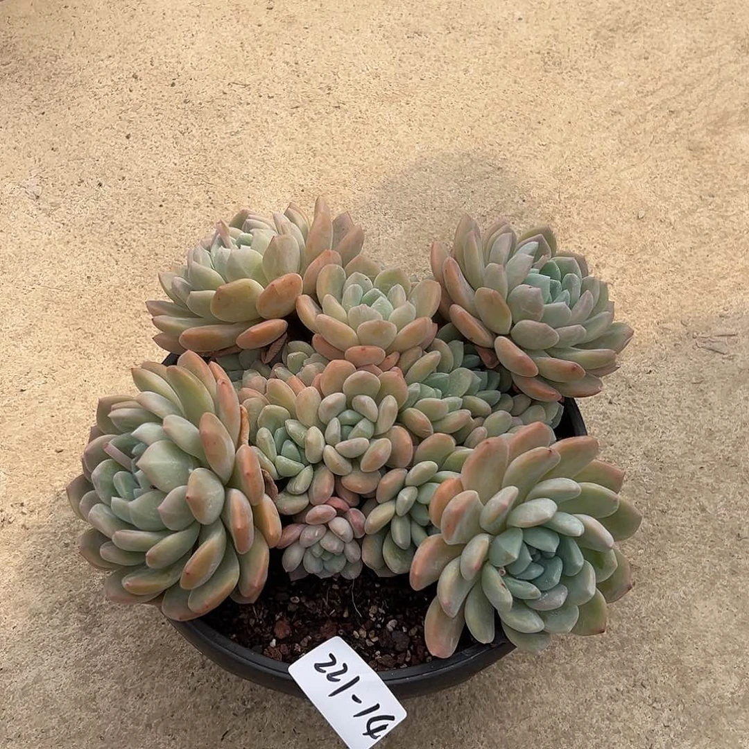 豆*?221-14冰橙多头多肉