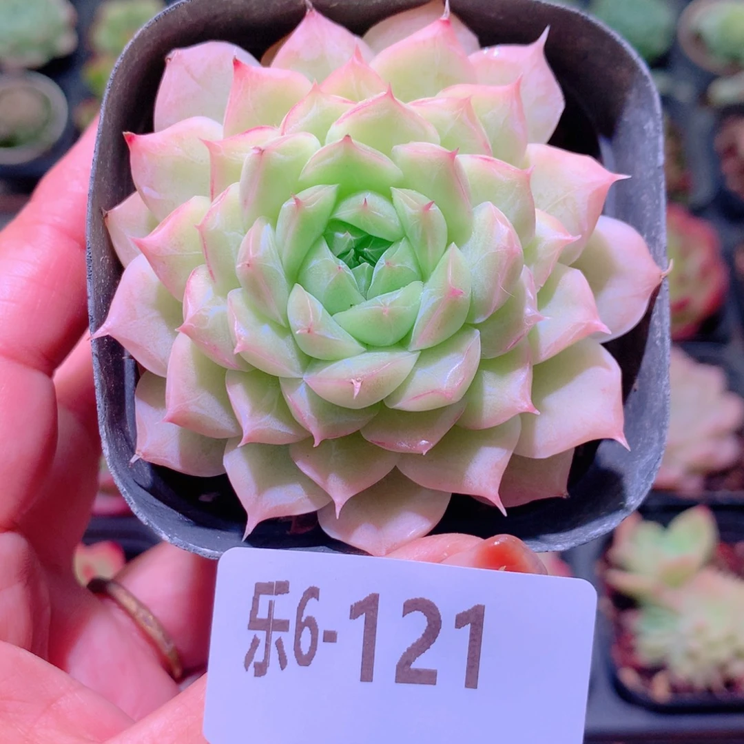 乐然 6-121 清浅单头