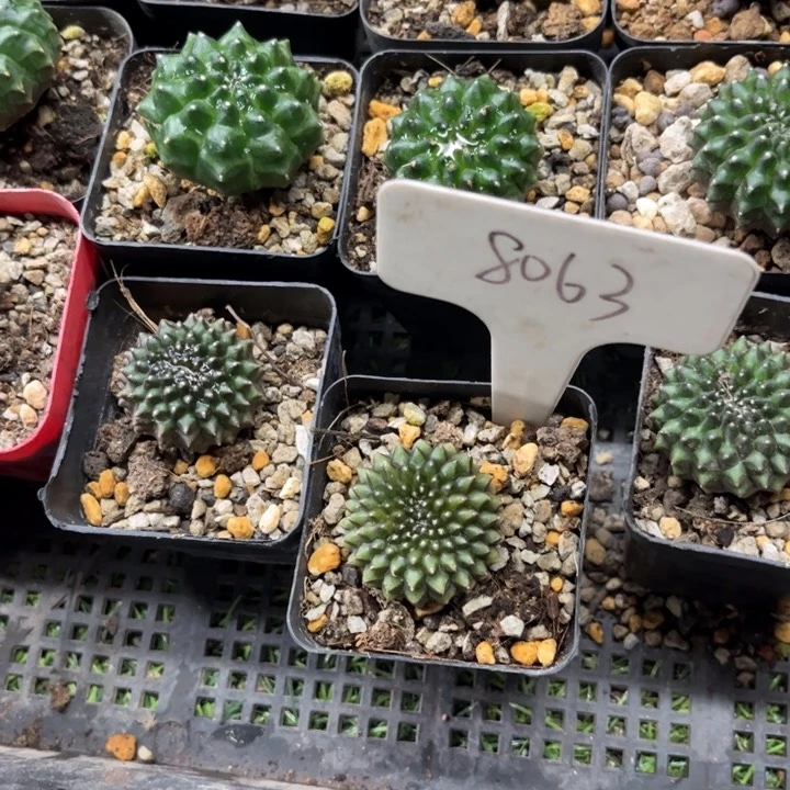 拂***柳8063实生泰膜好养